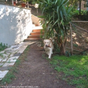 Photo de Golden retriever