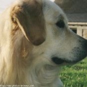 Photo de Golden retriever