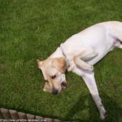 Photo de Labrador retriever