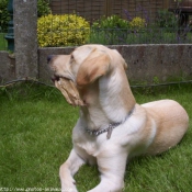 Photo de Labrador retriever