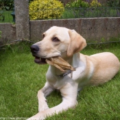 Photo de Labrador retriever