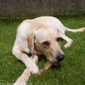 Photo de Labrador retriever