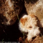 Photo de Fox terrier  poil dur