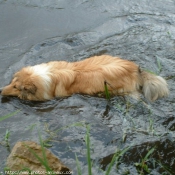 Photo de Colley  poil long