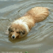 Photo de Colley  poil long