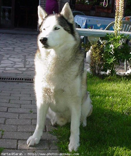 Photo de Husky siberien