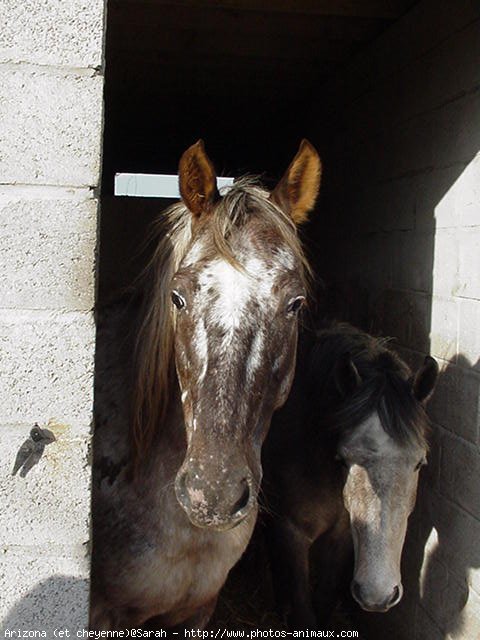 Photo d'Appaloosa