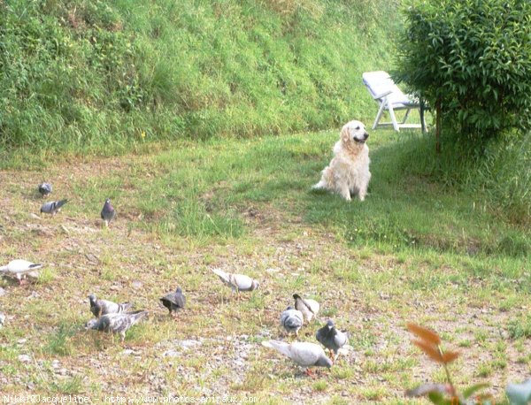 Photo de Golden retriever