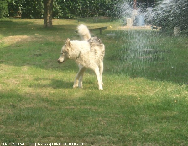 Photo de Husky siberien