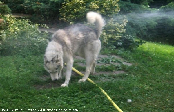 Photo de Husky siberien