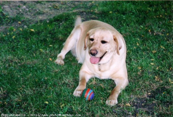 Photo de Labrador retriever