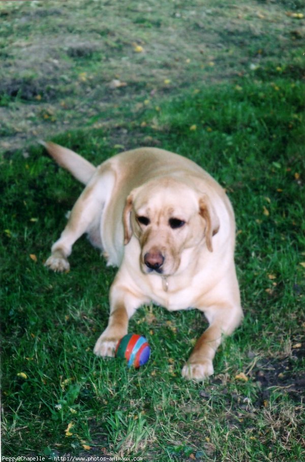 Photo de Labrador retriever