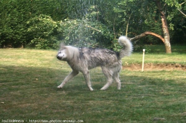 Photo de Husky siberien