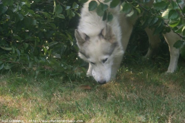 Photo de Husky siberien