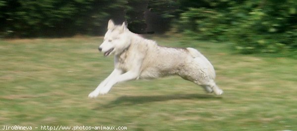 Photo de Husky siberien