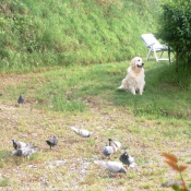 Photo de Golden retriever