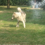 Photo de Husky siberien