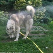 Photo de Husky siberien