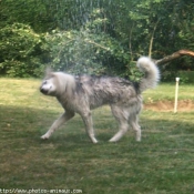 Photo de Husky siberien