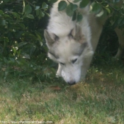 Photo de Husky siberien