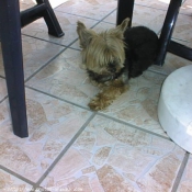 Photo de Yorkshire terrier