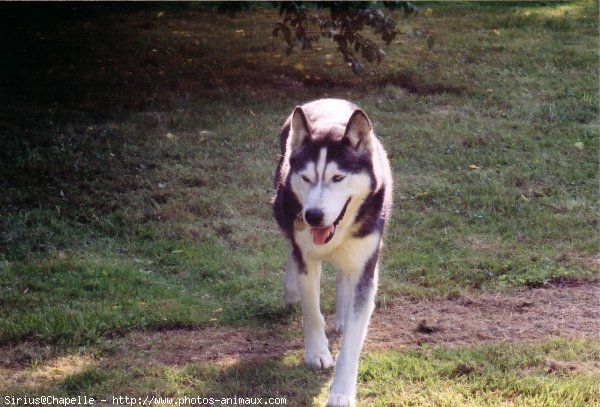 Photo de Husky siberien