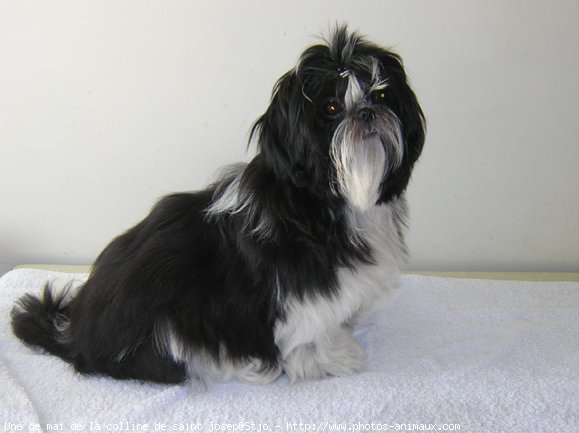 Photo de Shih tzu