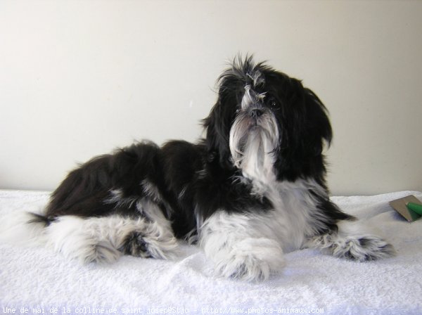 Photo de Shih tzu