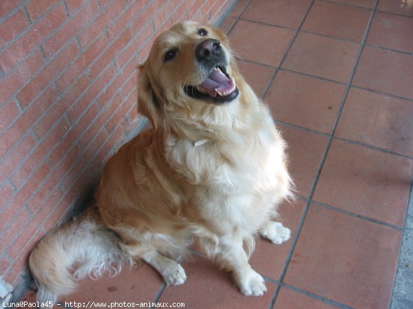 Photo de Golden retriever