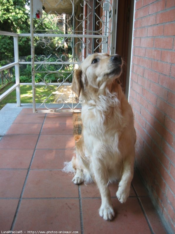 Photo de Golden retriever