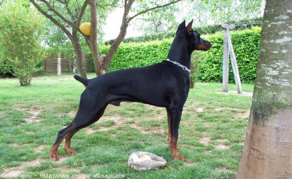 Photo de Dobermann