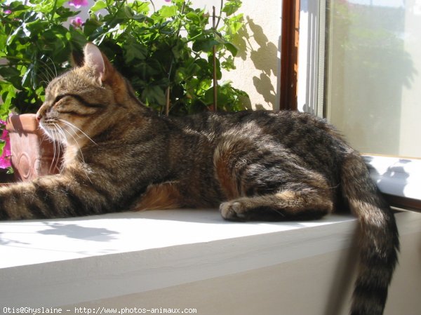 Photo de Chat domestique