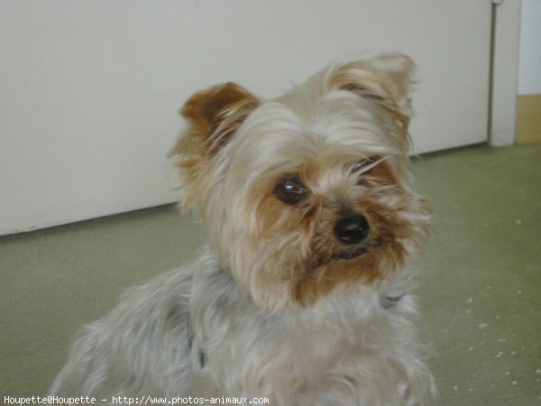 Photo de Yorkshire terrier