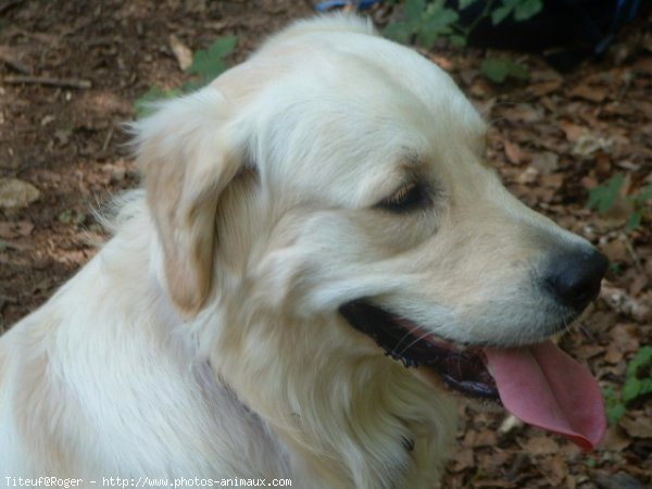 Photo de Golden retriever