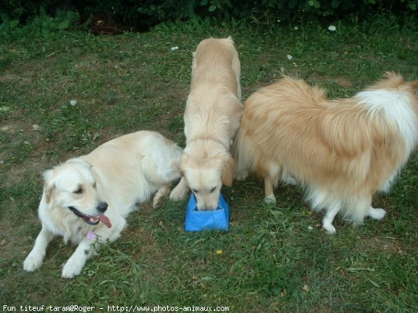 Photo de Races diffrentes