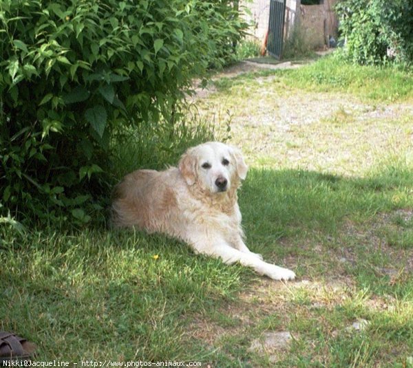 Photo de Golden retriever