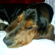 Photo de Basset hound