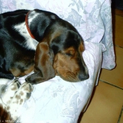 Photo de Basset hound