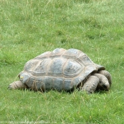 Photo de Tortue