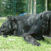 Photo de Retriever  poil plat