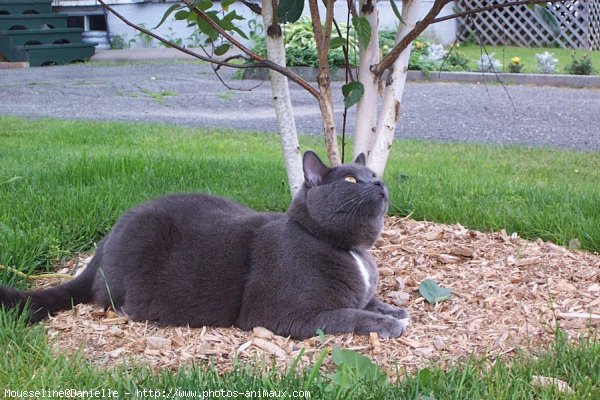 Photo de Chat domestique