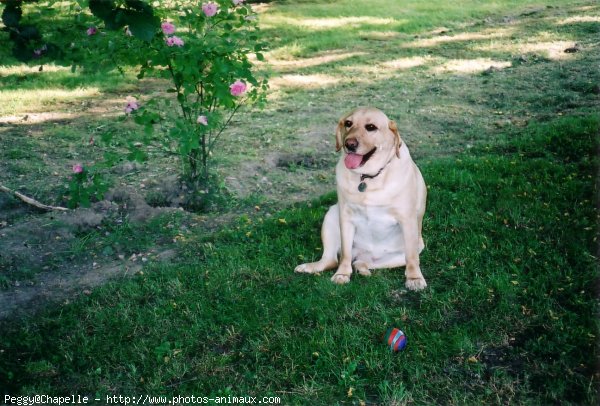 Photo de Labrador retriever