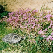 Photo de Tortue