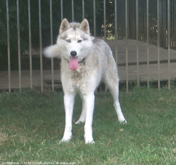 Photo de Husky siberien