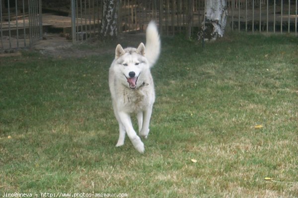 Photo de Husky siberien