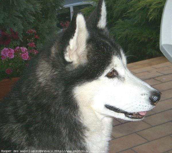 Photo de Husky siberien