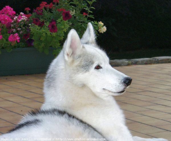 Photo de Husky siberien