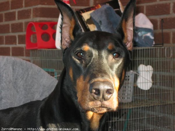 Photo de Dobermann