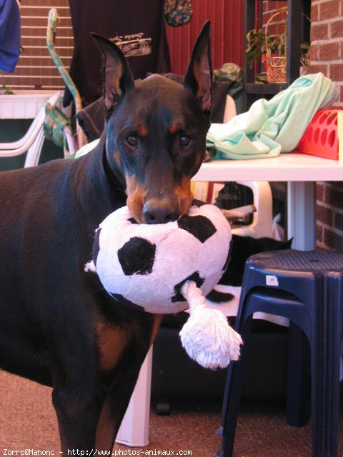 Photo de Dobermann