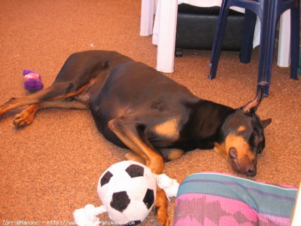 Photo de Dobermann